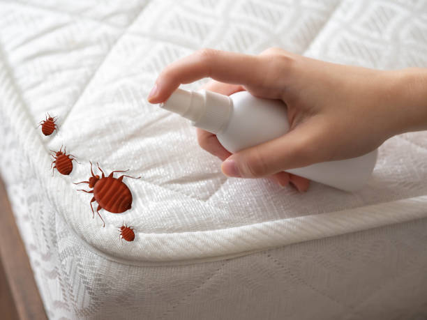 Best Termite Control Services  in Bacliff, TX