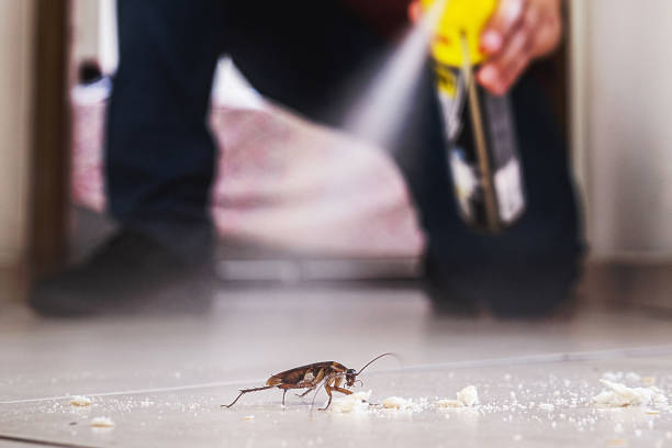 Best Flea Control Services  in Bacliff, TX
