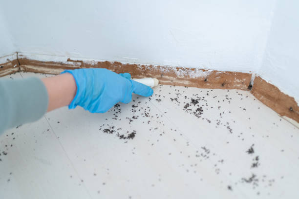 Best Bed Bug Extermination  in Bacliff, TX