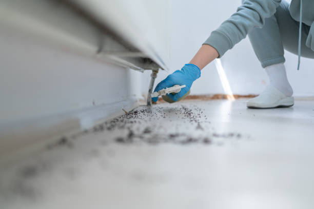Best Flea Control Services  in Bacliff, TX